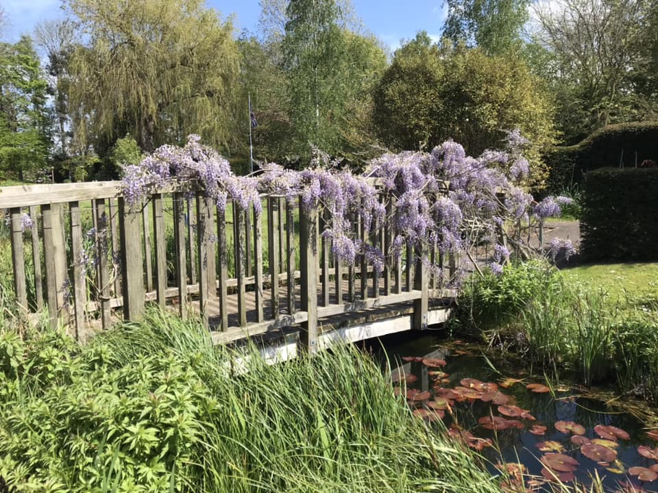 24.04 Wisteria at Springfields