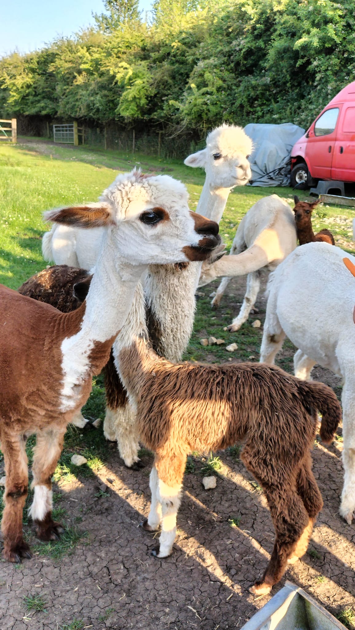 24.08 Alpacas