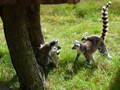 Lemur's-01