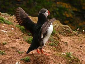 Puffin-wings-2