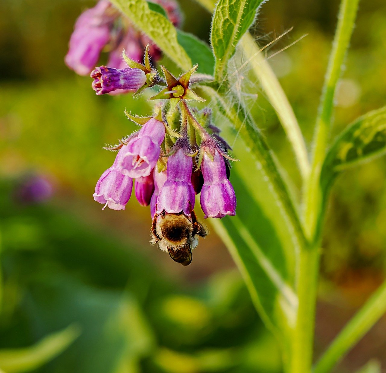 Common cofrey flower with bee