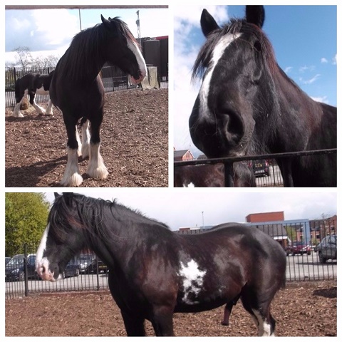 brewery horses