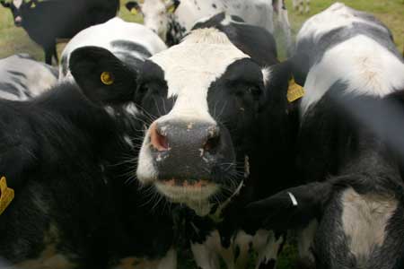 Cows watching