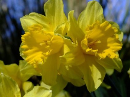 Spring daffodils